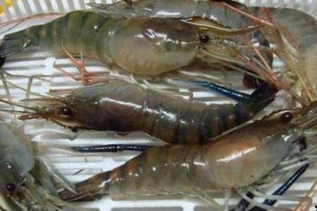 泰国产什么虾好吃啊视频,探寻当地美味虾品