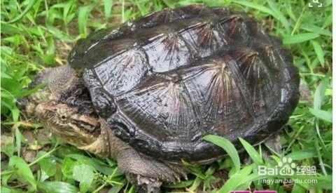 国产大鳄养殖视频大全集