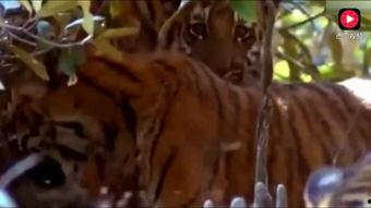 国产老虎视频版,揭秘神秘国宝的生态与魅力