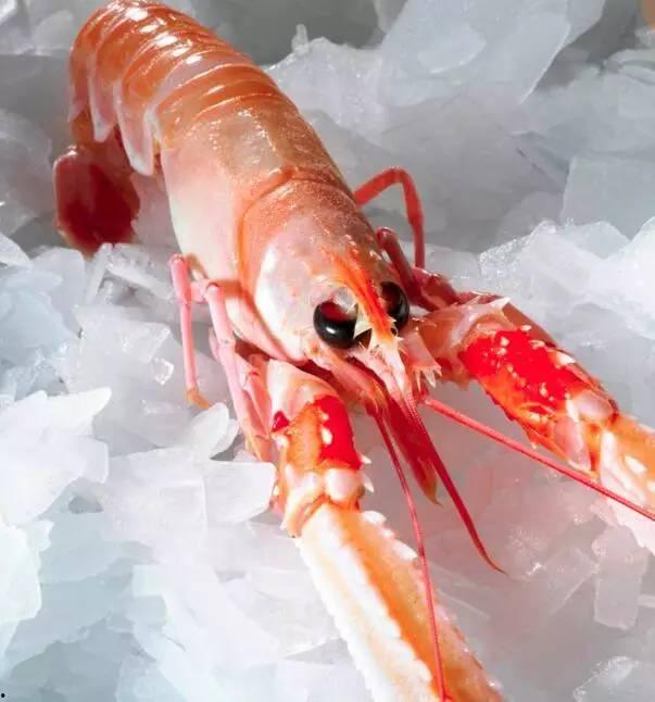 国产海鳌虾捕捞视频大全,捕捞技艺与海洋生态的和谐共舞