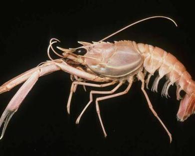 国产海鳌虾捕捞视频大全,捕捞技艺与海洋生态的和谐共舞