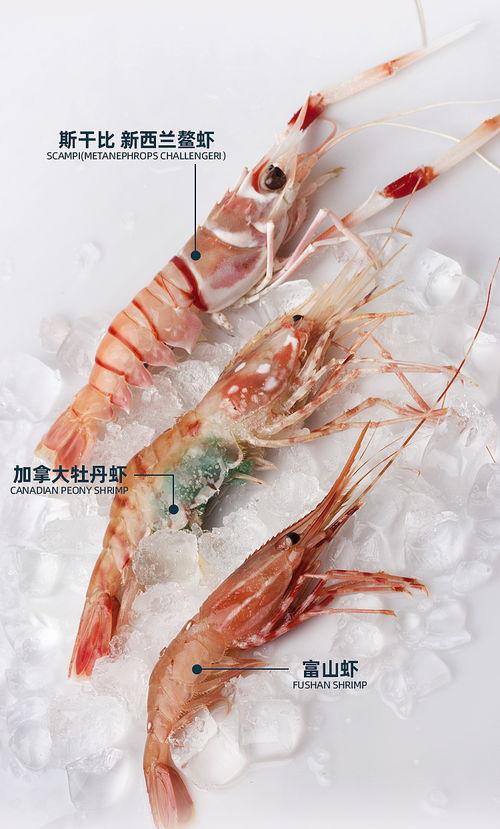 国产海鳌虾捕捞视频大全,捕捞技艺与海洋生态的和谐共舞