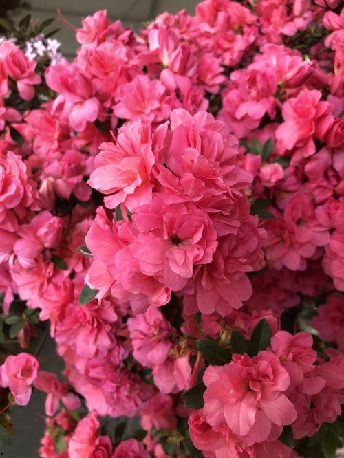 国产杜鹃如何养护视频,视频教程详解