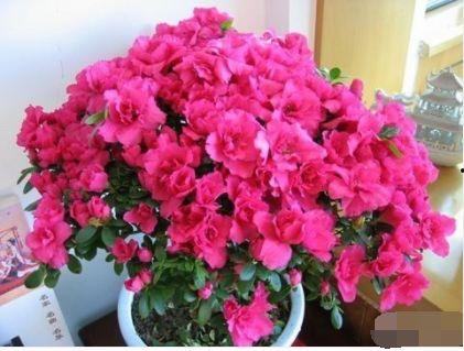 国产杜鹃如何养护视频,视频教程详解