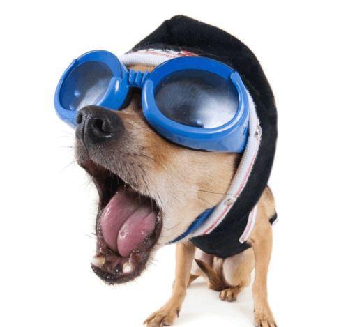 狗狗大壮搞笑视频国产,国产萌宠欢乐无限