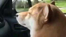 狗狗大壮搞笑视频国产,国产萌宠欢乐无限