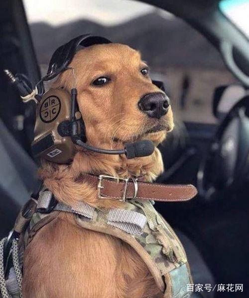 狗狗大壮搞笑视频国产,国产萌宠欢乐无限