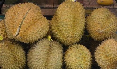 国产榴莲自然掉落视频播放,视频记录下的生态奇观