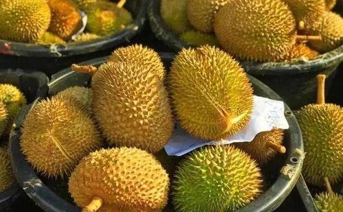 国产榴莲自然掉落视频播放,视频记录下的生态奇观