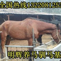 养国产马如何赚钱的视频,开启财富之门的新路径