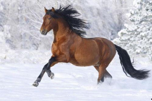 养国产马如何赚钱的视频,开启财富之门的新路径