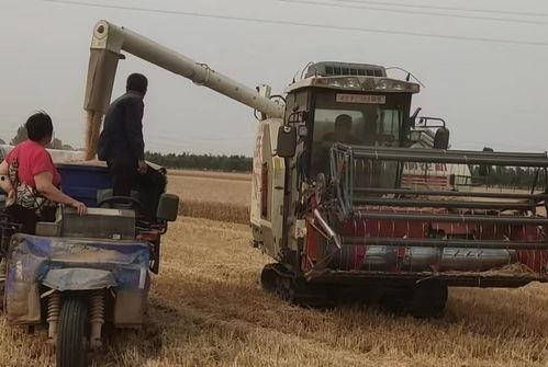 中国国产收割机视频播放,展现中国农业现代化风采