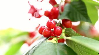 国产大樱桃自己采摘视频,国产大樱桃的甜蜜之旅  第1张