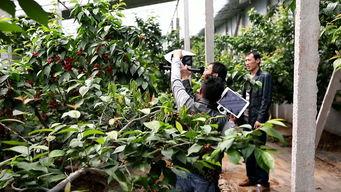 国产大樱桃自己采摘视频,国产大樱桃的甜蜜之旅  第2张