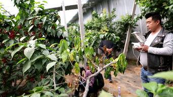 国产大樱桃自己采摘视频,国产大樱桃的甜蜜之旅  第3张