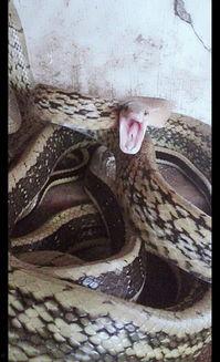 国产蛇王万蛇视频,揭秘神秘蛇类世界的传奇故事