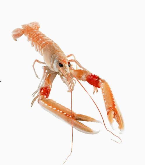 国产海螯虾开箱视频播放,新鲜美味尽收眼底