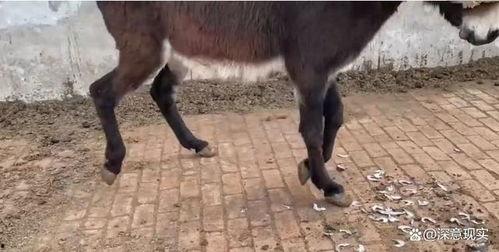 找驴的视频在线观看国产,跟随视频寻迹国产驴的魅力 第1张 找驴的视频在线观看国产,跟随视频寻迹国产驴的魅力 第1张