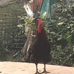 找驴的视频在线观看国产,跟随视频寻迹国产驴的魅力 第2张 找驴的视频在线观看国产,跟随视频寻迹国产驴的魅力 第2张