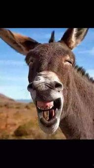 找驴的视频在线观看国产,跟随视频寻迹国产驴的魅力 第3张 找驴的视频在线观看国产,跟随视频寻迹国产驴的魅力 第3张