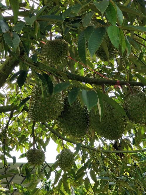 国产榴莲种植教程图片视频,从图片视频学种植技巧