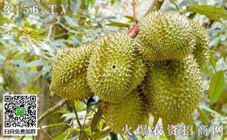 国产榴莲种植教程图片视频,从图片视频学种植技巧