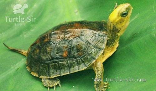 国产老乌龟视频,揭秘国产动画的崛起之路