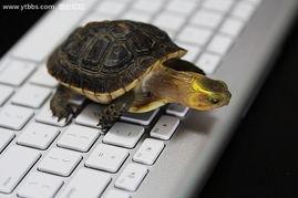 国产老乌龟视频,揭秘国产动画的崛起之路