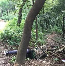 国产野战小树林视频,揭秘我国军事训练的真实场景