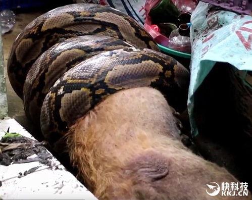 最新国产蟒蛇视频,揭秘蟒蛇生态与生活习性 第1张 最新国产蟒蛇视频,揭秘蟒蛇生态与生活习性 第1张