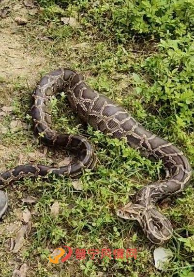 最新国产蟒蛇视频,揭秘蟒蛇生态与生活习性 第2张 最新国产蟒蛇视频,揭秘蟒蛇生态与生活习性 第2张