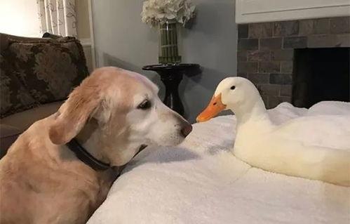 鸭子视频国产深夜小老弟,鸭子视频中的“小老弟”现象解析