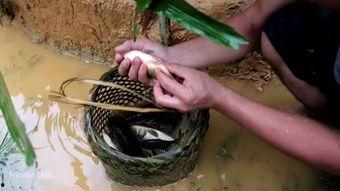 国产猫女养殖视频,揭秘猫咪成长日记