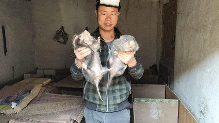 国产猫女养殖视频,揭秘猫咪成长日记