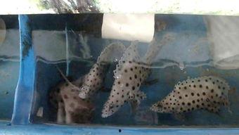 国产猫女养殖视频,揭秘猫咪成长日记