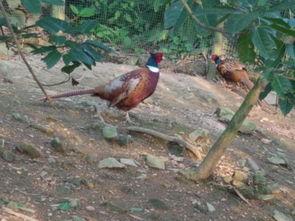 国产野山鸡视频,探寻自然美味与生态养殖的和谐之旅