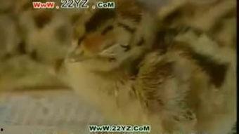 国产野山鸡视频,探寻自然美味与生态养殖的和谐之旅