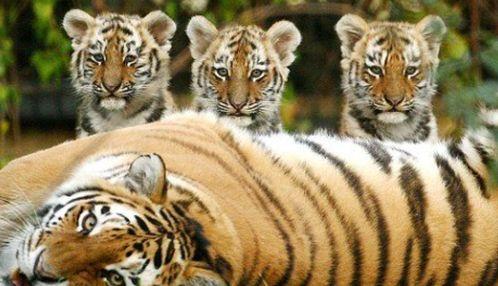 国产老虎爱吃人参吗视频,国产老虎的神秘食谱，人参竟是它们的美食？